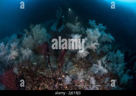 Un lieu de plongée méditerranéen mythique, le shoal Atlantide, caractérisé par la présence d'une immense colonie de corail noir (sous-pin Antipathella Banque D'Images