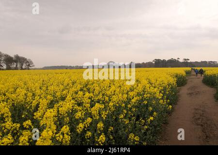 Une vue d'un repeseed classé en pleine fleur Banque D'Images