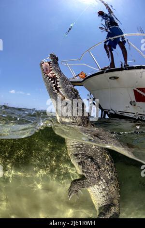 Un crocodile américain (Crocodylus acutus) dans les eaux peu profondes de Banco Chinchorro, un récif de corail situé au large de la côte sud-est de la municipalité Banque D'Images