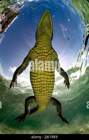 Un crocodile américain (Crocodylus acutus) dans les eaux peu profondes de Banco Chinchorro, un récif de corail situé au large de la côte sud-est de la municipalité Banque D'Images