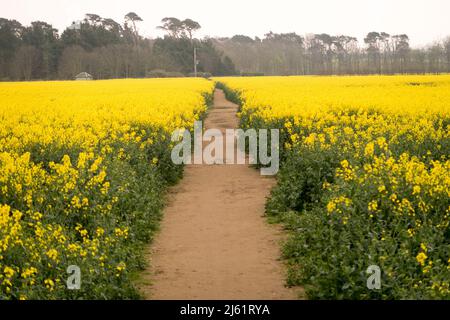 Une vue d'un repeseed classé en pleine fleur Banque D'Images