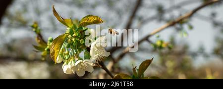Une abeille vole à une fleur sur un arbre au printemps pour polliniser et faire du miel. Image pour un magasin d'apiculture, publicité au miel, livres de soin d'insectes. Banque D'Images