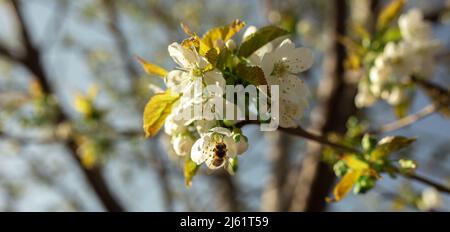 Une abeille est assise dans une fleur sur un arbre au printemps, recueille le nectar et fait du miel. Image pour un magasin d'apiculture, publicité au miel, livres de soin d'insectes. Banque D'Images