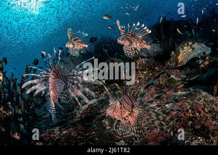 Carrousel de poissons Lion dans le récif de corail, Raja Ampat Banque D'Images