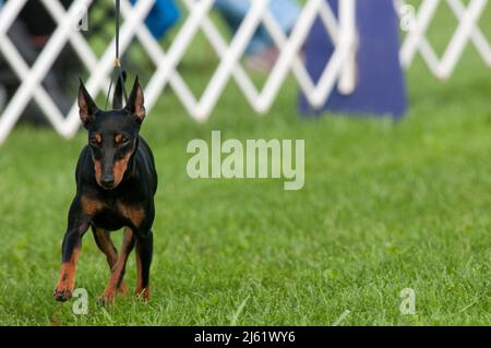 Manchester Terrier à gauche du châssis Banque D'Images