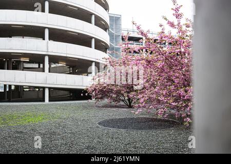 Arbres en fleurs roses devant le parking couvert Banque D'Images