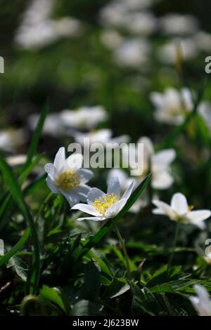 Les anémones de bois (Anemonoides nemorosa) fleurissent au début du printemps Banque D'Images