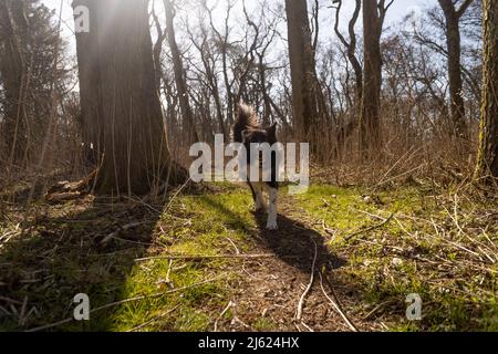 Border collie marchant dans la forêt par beau temps Banque D'Images