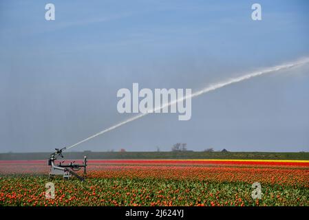 Julianadorp, pays-Bas, avril 2022. Les champs de bulbes autour de Julianadorp sont pulvérisés d'eau. Photo de haute qualité Banque D'Images