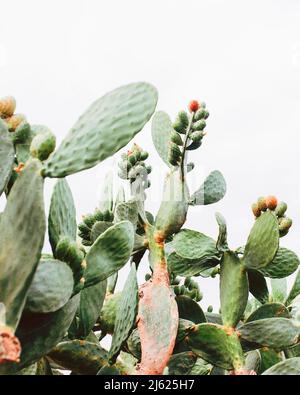 Les cactus verts grandissent en été Banque D'Images