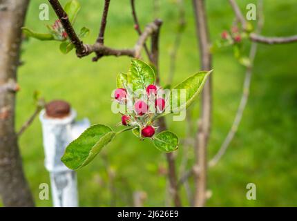L'arbre de pommier fleurit dans le jardin au printemps Banque D'Images