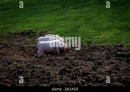 Jeunes de grands porcelets blancs élevés en plein air qui rôde heureusement dans un champ. La partie est l'herbe verte luxuriante et la partie est surmontée où les petits porcs ont été Mo Banque D'Images