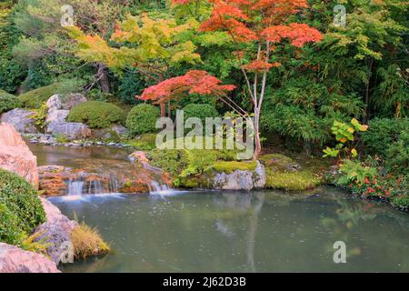 Un nouveau jardin d'étang ou yoko-en du temple de Taizo-in avec un ruisseau qui cascade autour des rochers et des azalées et se vide dans une piscine. Kyoto. Japon Banque D'Images
