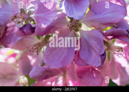 Prairifire Crabapple Blossoms à Lethbridge, Alberta, Canada Banque D'Images
