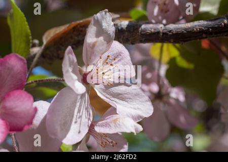 Prairifire Crabapple Blossoms à Lethbridge, Alberta, Canada Banque D'Images