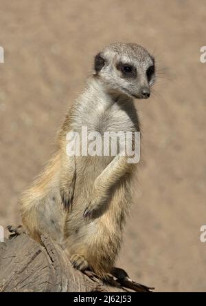 Un meerkat assis regarde autour Banque D'Images
