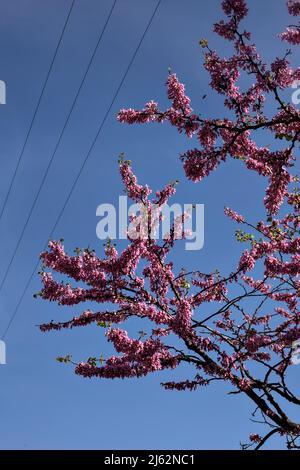 Arbre de Redbud en fleur avec le ciel comme arrière-plan Banque D'Images