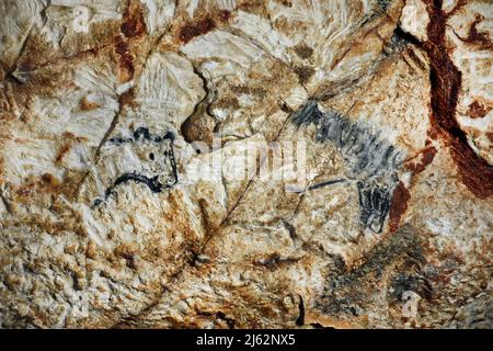 La grotte Cosquer est un Trésor archéologique submergé dans la crique de Marseille. Cette grotte découverte en 1990s par le plongeur Henri Cosquer comprend plus de 270 œuvres d'art préhistoriques, y compris des représentations uniques de pingouins, de phoques et de méduses.en raison de l'élévation des eaux due au réchauffement climatique, la grotte disparaîtra. La construction de sa réponse restera à l'avenir le seul témoignage de ce Trésor de l'humanité. Construite dans le bâtiment de la villa méditerranéenne de Marseille, l'ouverture au public est prévue le 4 juin 2022. Marseille, sud de la France, Banque D'Images