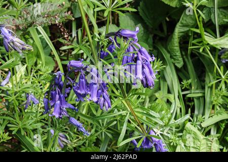 English Bluebells dans un hedgegrow à Gilbert Lane, dans Central Park, Plymouth. Les Bluebells anglais sont originaires d'Angleterre et poussent d'un seul côté de la Banque D'Images