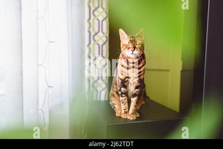 Le chat Bengale ressemble à un léopard se faufile à la maison avec une plante verte à l'avant Banque D'Images