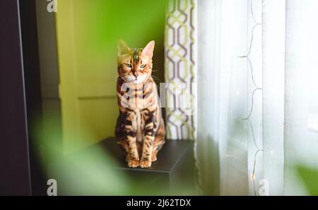 Le chat Bengale ressemble à un léopard se faufile à la maison avec une plante verte à l'avant Banque D'Images