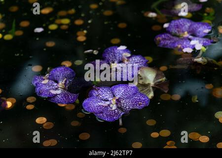 feuilles d'orchidées bleues nageant sur un étang avec des pièces de monnaie Banque D'Images