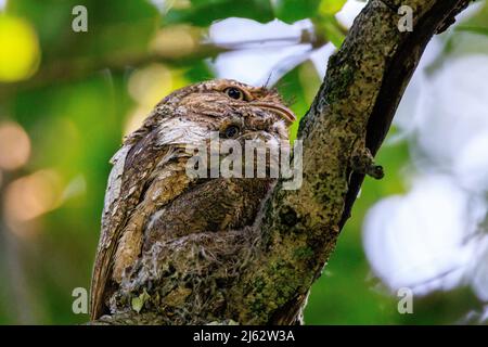 Grenouille masculine sri lankaise adulte assise sur nid avec poussin Banque D'Images