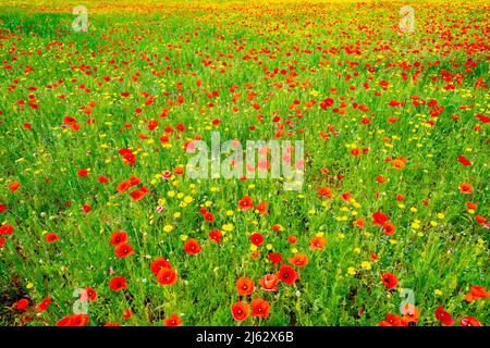 Coquelicots en fleurs dans les Pouilles (Puglia) Italie. Banque D'Images