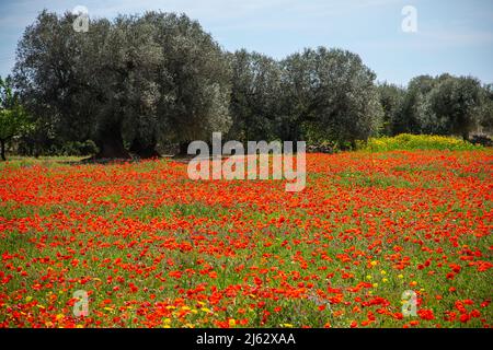 Des coquelicots en fleurs dans un bosquet d'oliviers en Apulia (Puglia) Italie. Coquelicots fleuris dans un bosquet d'oliviers Banque D'Images