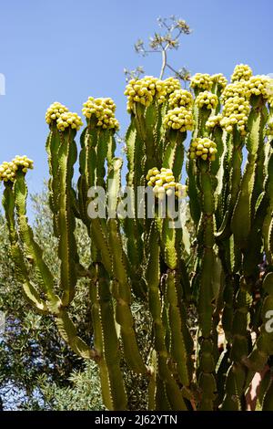 Énorme cactus aux fleurs au Maroc, Marrakech. Photo de haute qualité Banque D'Images