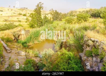 Vue sur le parc Bet Shean, avec ses antiquités romaines, le ruisseau Harod et les eucalyptus, dans la vallée du Bas Jourdain, dans le nord d'Israël Banque D'Images