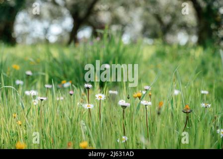 Camomille blanche ou fleurs de pâquerette sur fond d'herbe verte d'été Banque D'Images