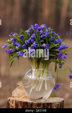 Des gouttes de neige fraîches bleues se tiennent dans un vase sur une souche de la forêt Banque D'Images