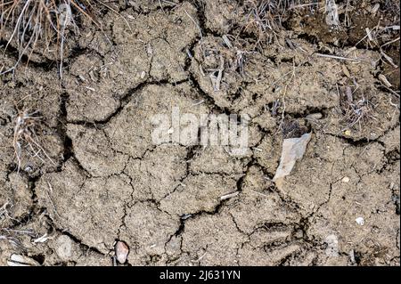 sol craqué et sec dans un champ de maïs agricole qui connaît une sécheresse. Banque D'Images