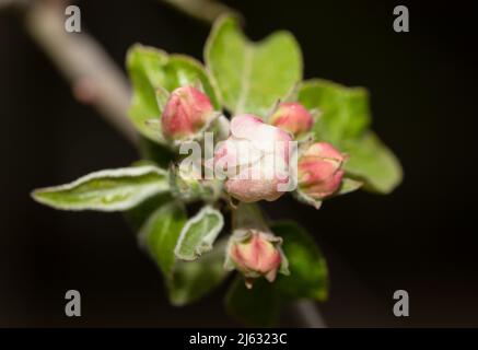 Pommier bourgeons, fleurs, Antonovka. Printemps dans un jardin. Banque D'Images