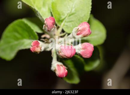 Pommier bourgeons, fleurs, Antonovka. Printemps dans un jardin. Banque D'Images