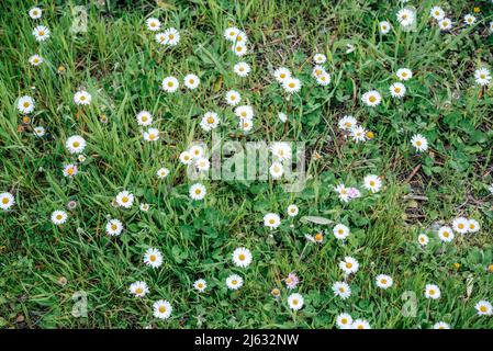 Camomille blanche ou fleurs de pâquerette sur fond d'herbe verte d'été Banque D'Images