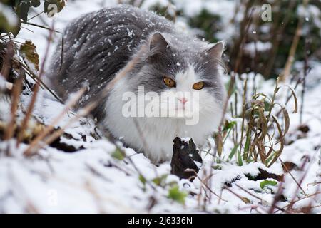 Le chaton drôle est surpris de la chute de neige en hiver. Сat marche dans le jardin pour la première fois pendant une chute de neige. Banque D'Images