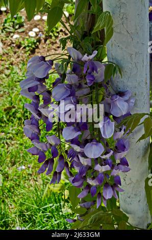 Un endroit confortable pour la détente printanière sous l'ombre et le parfum de la pleine couleur de la wisteria pourpre avec des fleurs et des feuilles dans le parc, Sofia, Bulgarie Banque D'Images
