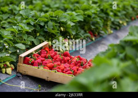 Oberkirch, Allemagne. 27th avril 2022. Un tas de fraises se trouve entre les plantes de fraise dans un champ. L'agriculteur Klaus Müller cultive des fraises dans de grands tunnels de feuilles sur son champ de Stadelhofen. Credit: Philipp von Ditfurth/dpa/Alay Live News Banque D'Images