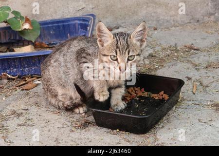 Chaton manger et se laisser distraire dans le quartier Ano poli, Thessalonique, Grèce 2021 Banque D'Images