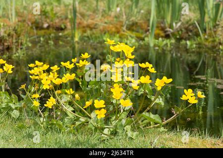 Marais marigold, Kingcup, Maltha palustris, avril, Sussex, ROYAUME-UNI Banque D'Images