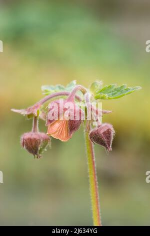 Eau avens, Geum rivale, avril, Sussex, Royaume-Uni Banque D'Images