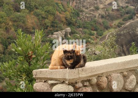 Deux beaux chats qui se couchent sur le côté de la route près des monastères de Meteora, Grèce 2021 Banque D'Images