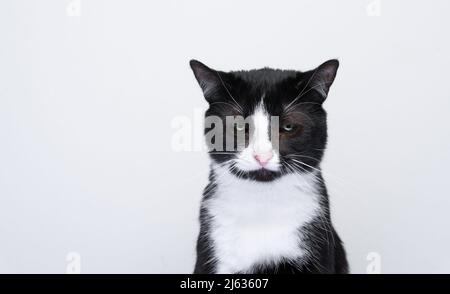 Chat Malheureux Sur Un Fond Blanc Un Chat Frustre Siege Avec La Tete Baissee Photo Stock Alamy