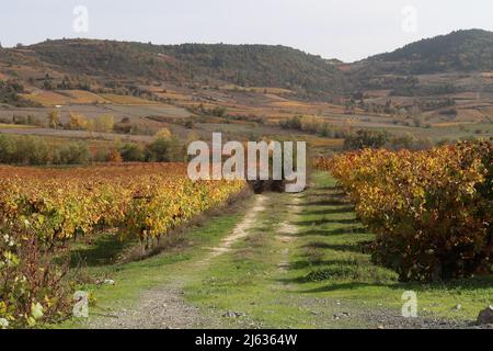 Vignoble coloré sur le continent de la grèce à l'automne pendant l'heure d'or, Grèce 2021 Banque D'Images