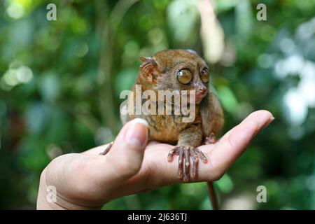 Philippin tarsier (Tarsius syrichta) le plus petit singe du monde à la main, comparaison de taille, Fondation philippine Tarsier, Bohol, Philippines Banque D'Images