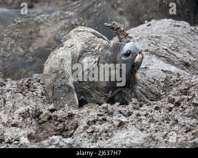 Cape Buffalo (Syncerus caffer caffer) retrouvant un bain de boue dans le cratère de Ngorongoro, Tanzanie Banque D'Images