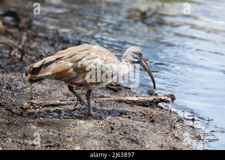Hadada Ibis (Bostrychia hagedash) sur les rives d'un lac dans le Parc National d'Arusha, Tanzanie Banque D'Images