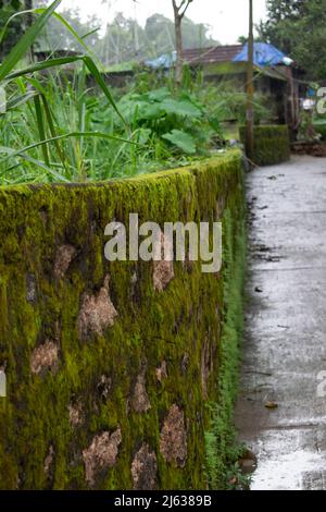 Vue rapprochée d'un mur couvert de mousse à côté d'un sentier villageois mouillé au Kerala, en Inde. Banque D'Images